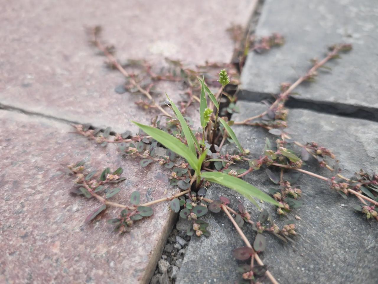 中国对丹麦实行免签了！这是我们的又一胜利！相信会有更多人去丹麦旅游吧！丹麦一定会