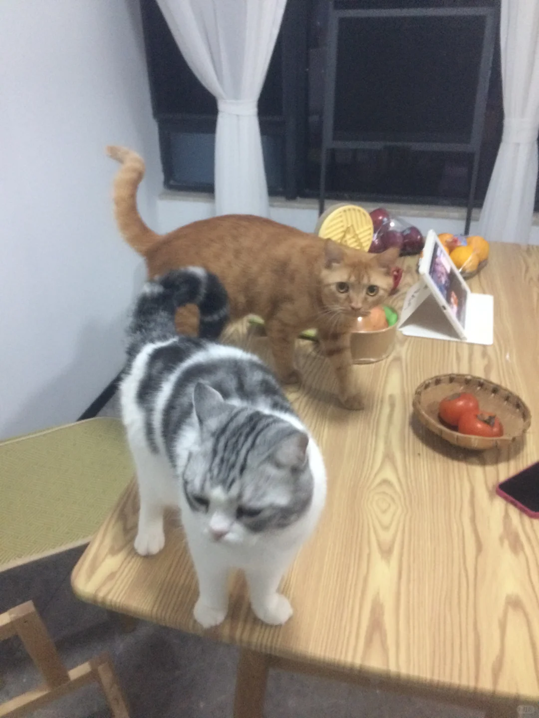 iPhone5s拍的小猫也满满古早味