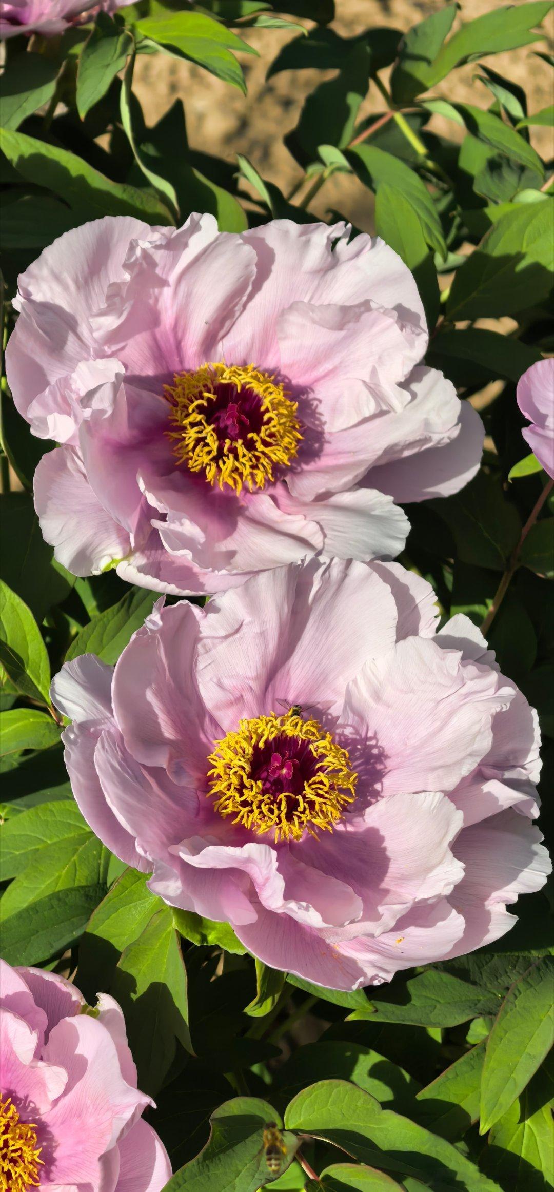 此刻，迎着阳光慢慢走太原双塔公园明代牡丹 