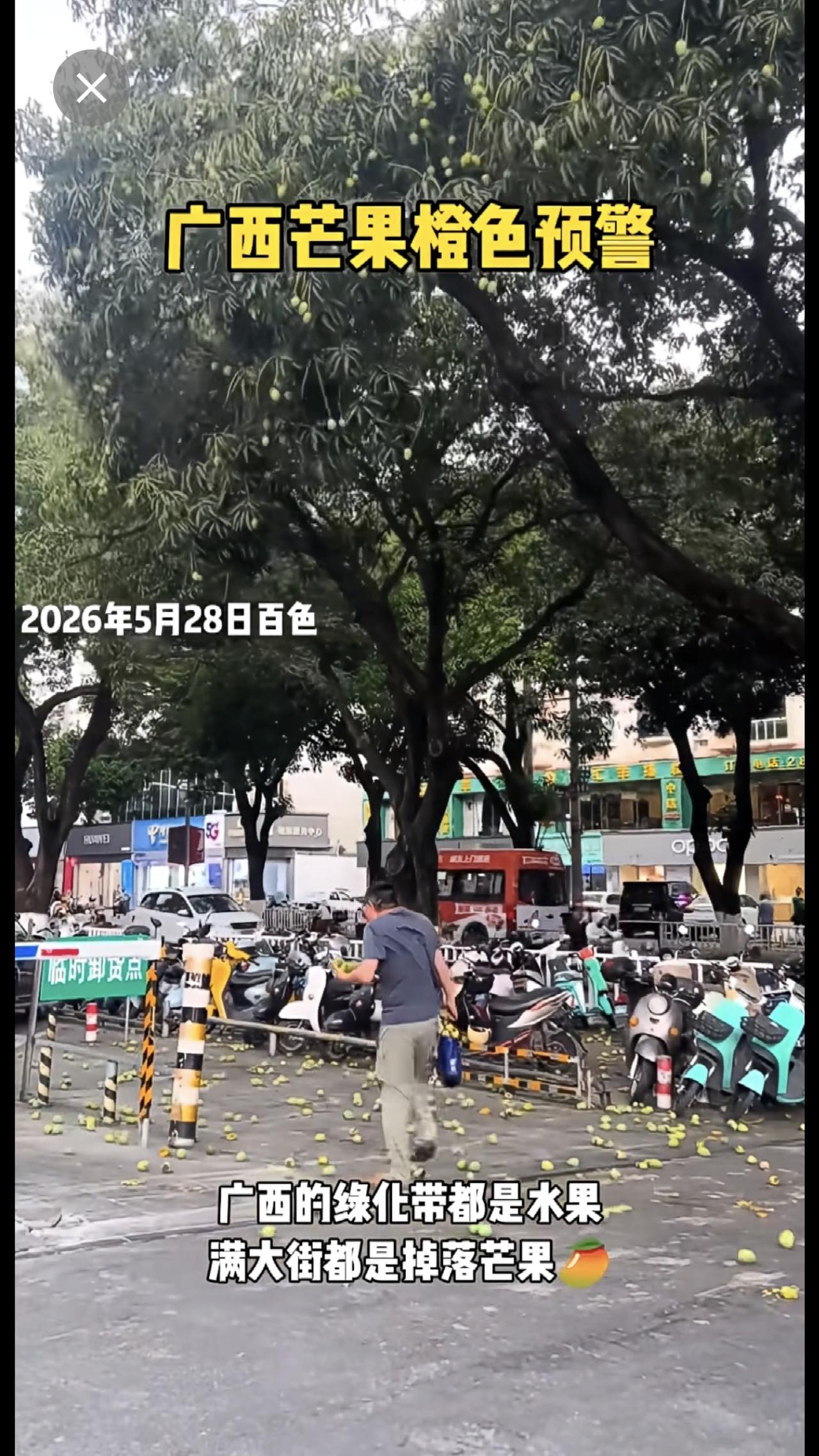 “广西芒果橙色预警”，看看广西水果有多自由，绿化带都是水果，[偷笑]走路、开电动