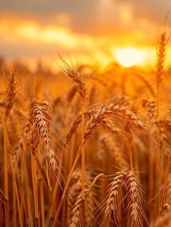 太阳都懂得下山，你何必逼自己一直发光

太阳那么耀眼，都能坦然接受下山，
我们普