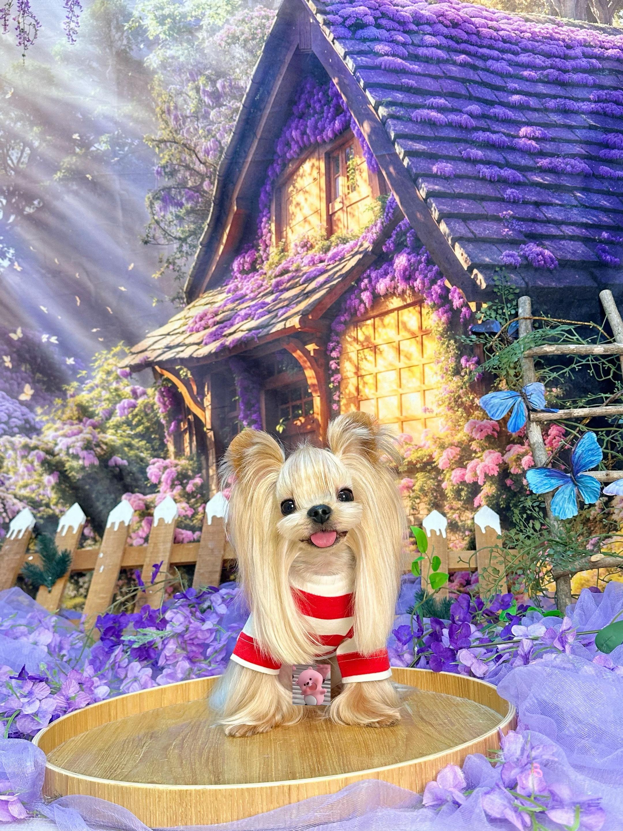 狗狗的心思都写在脸上了
