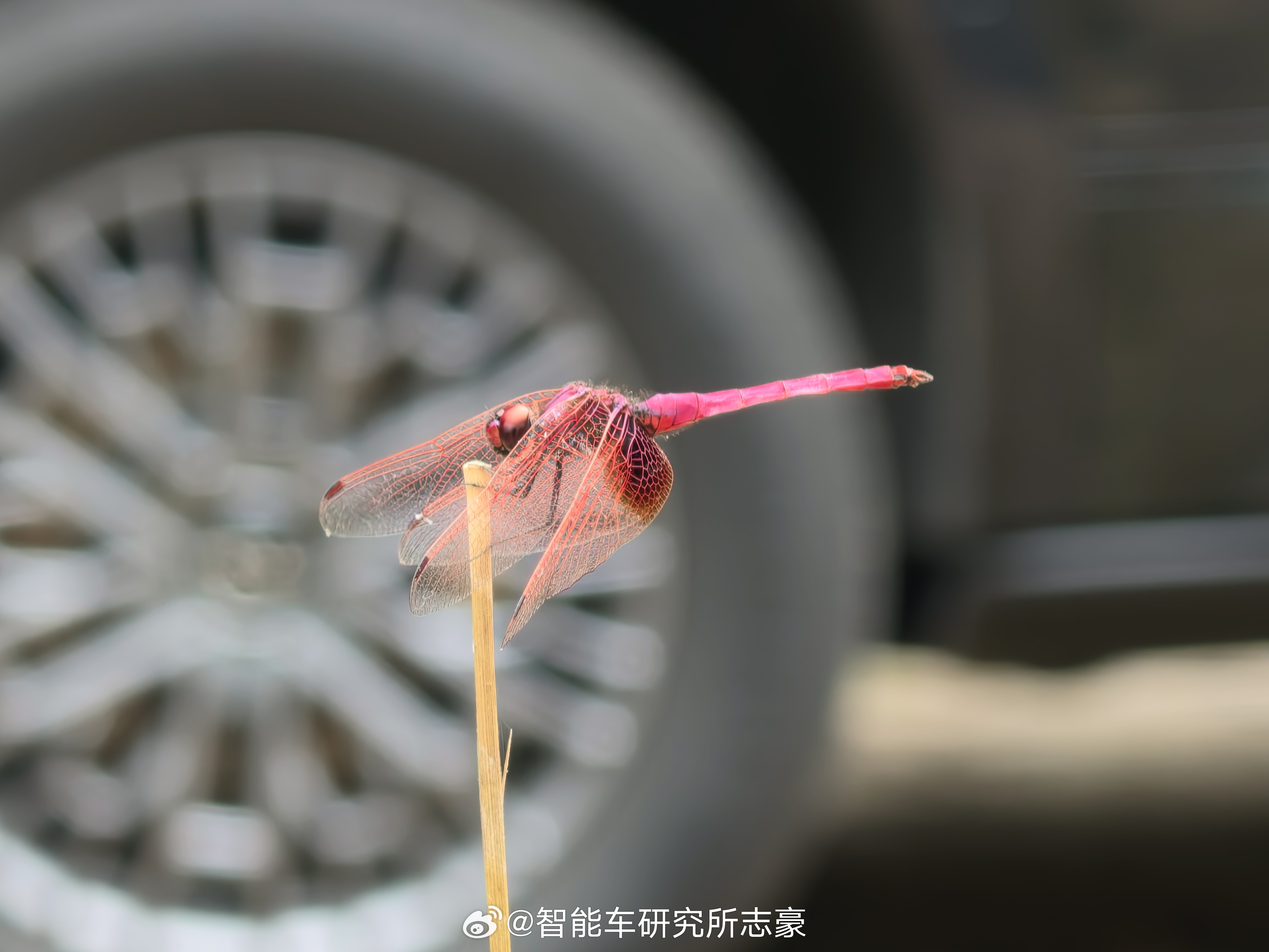 oppo 哈苏