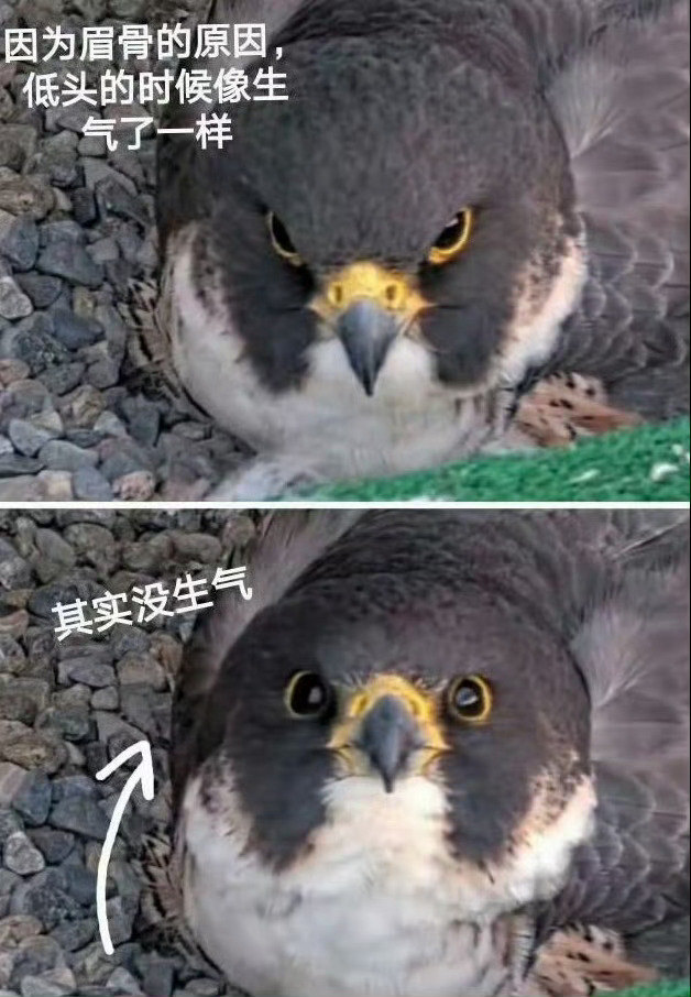 好绝的眉骨 ​​​