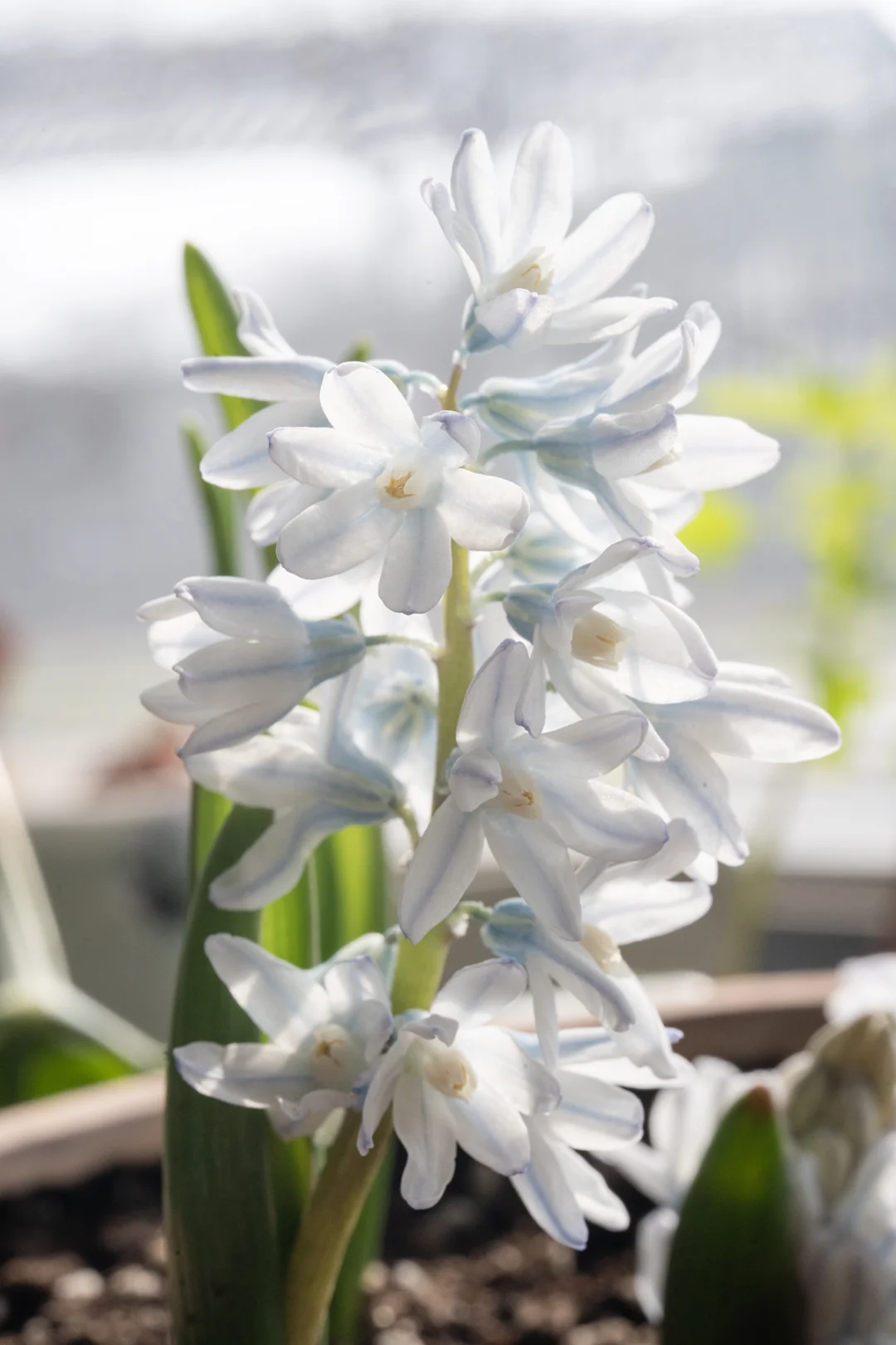 白底蓝纹的花-条纹海葱/蚁播花