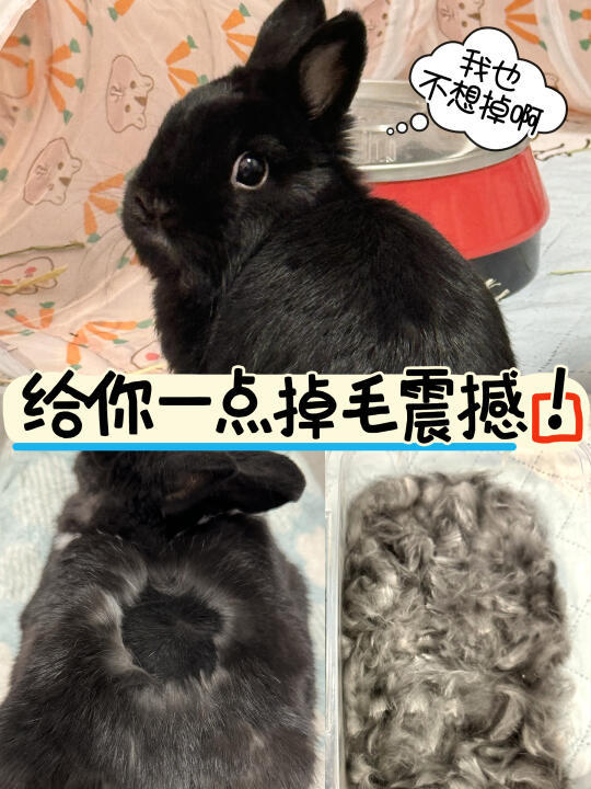 🐰掉毛成这样还能要吗？轻松应对！