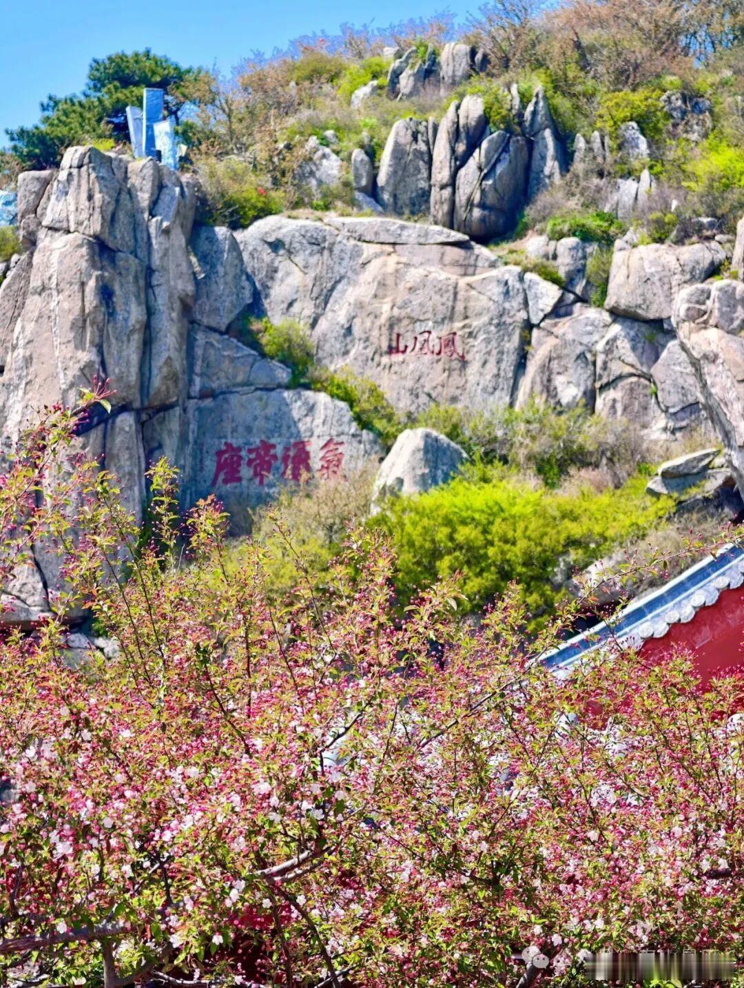 泰山山林里藏着暮春限定惊喜，一树树海棠盛放，花苞凝胭脂，花瓣晕粉白，风过暗香浮动