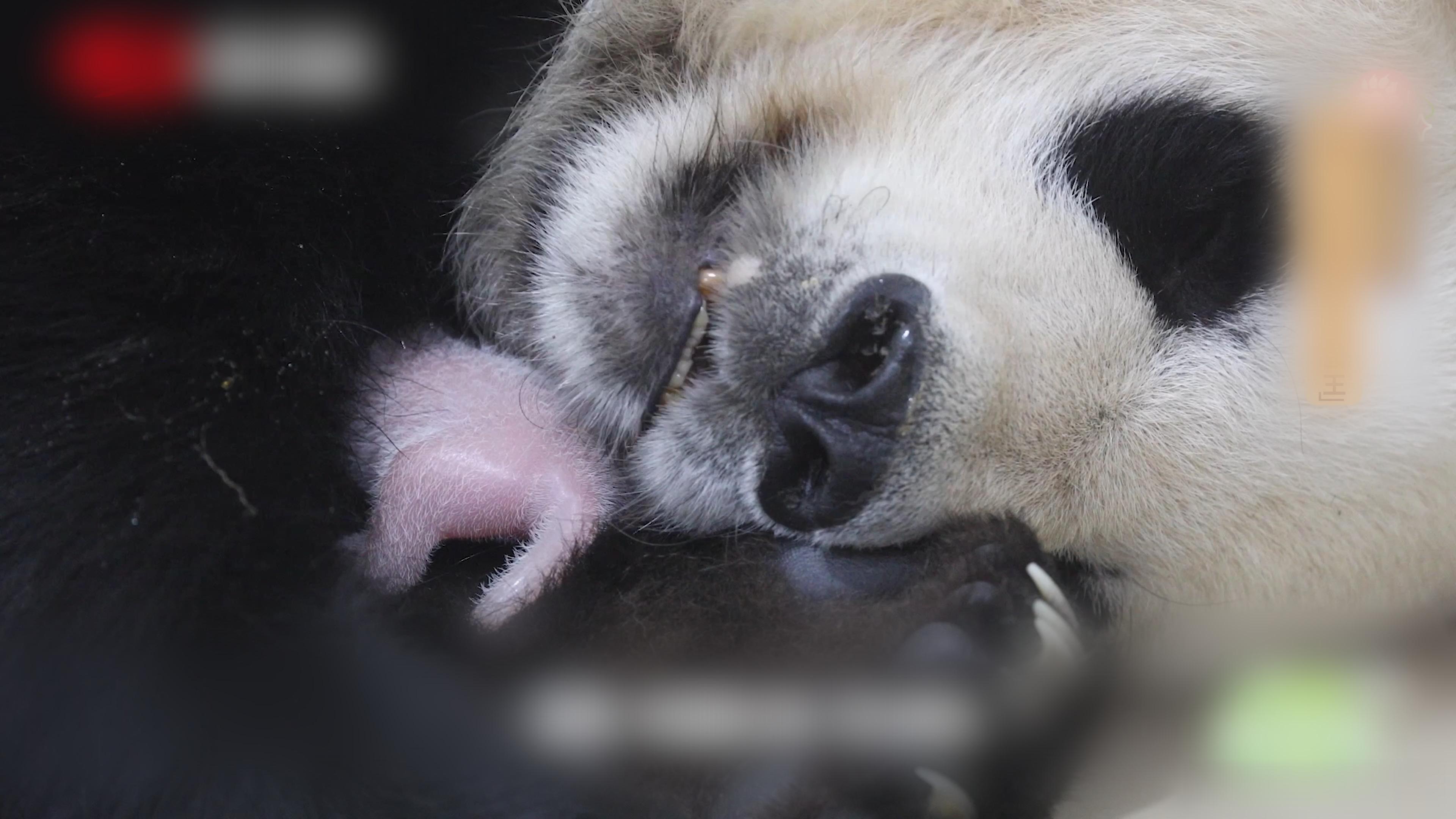 饲养员连夸3遍大熊猫青青帅 四川阿坝的杨奶爸提起青青，眼里全是温柔：“青青啊，耐