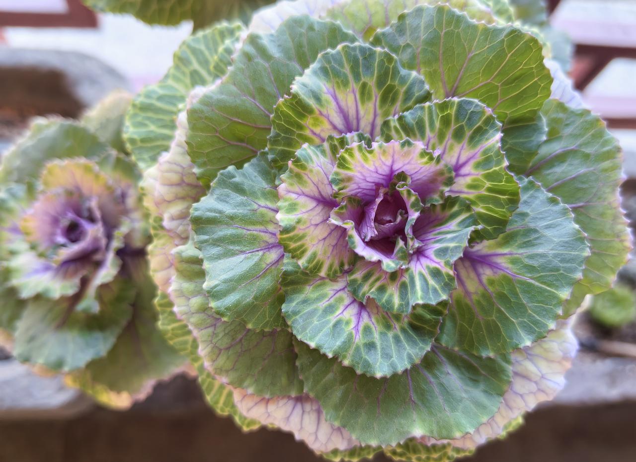 这是什么神仙植物？颜值好高啊。

今天去老街玩，在某商户门口看见两种绿植，瞬间被