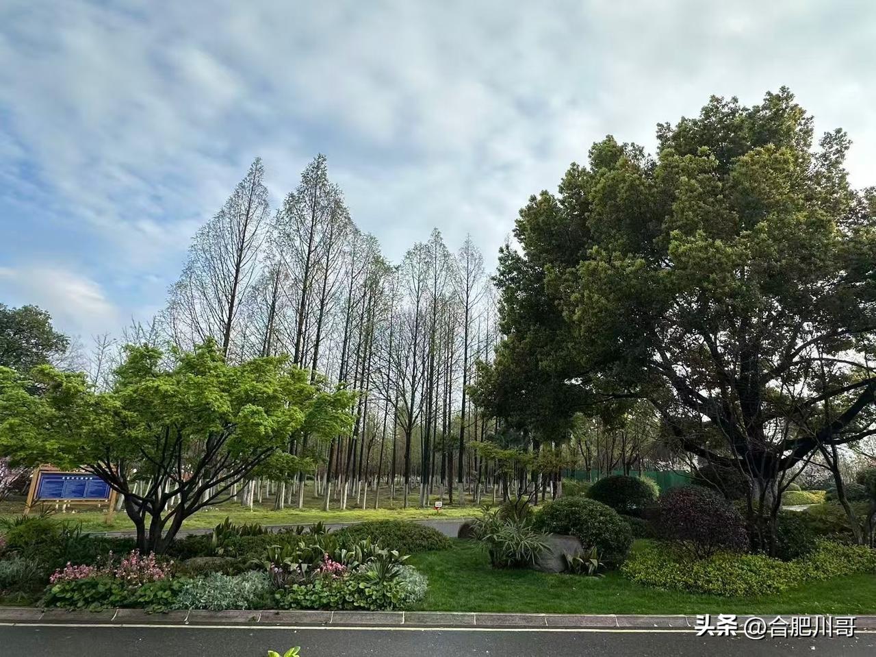 合肥生态公园上新，改造启动区正式对外开放～

目前公园改造启动区已正式对外开放，