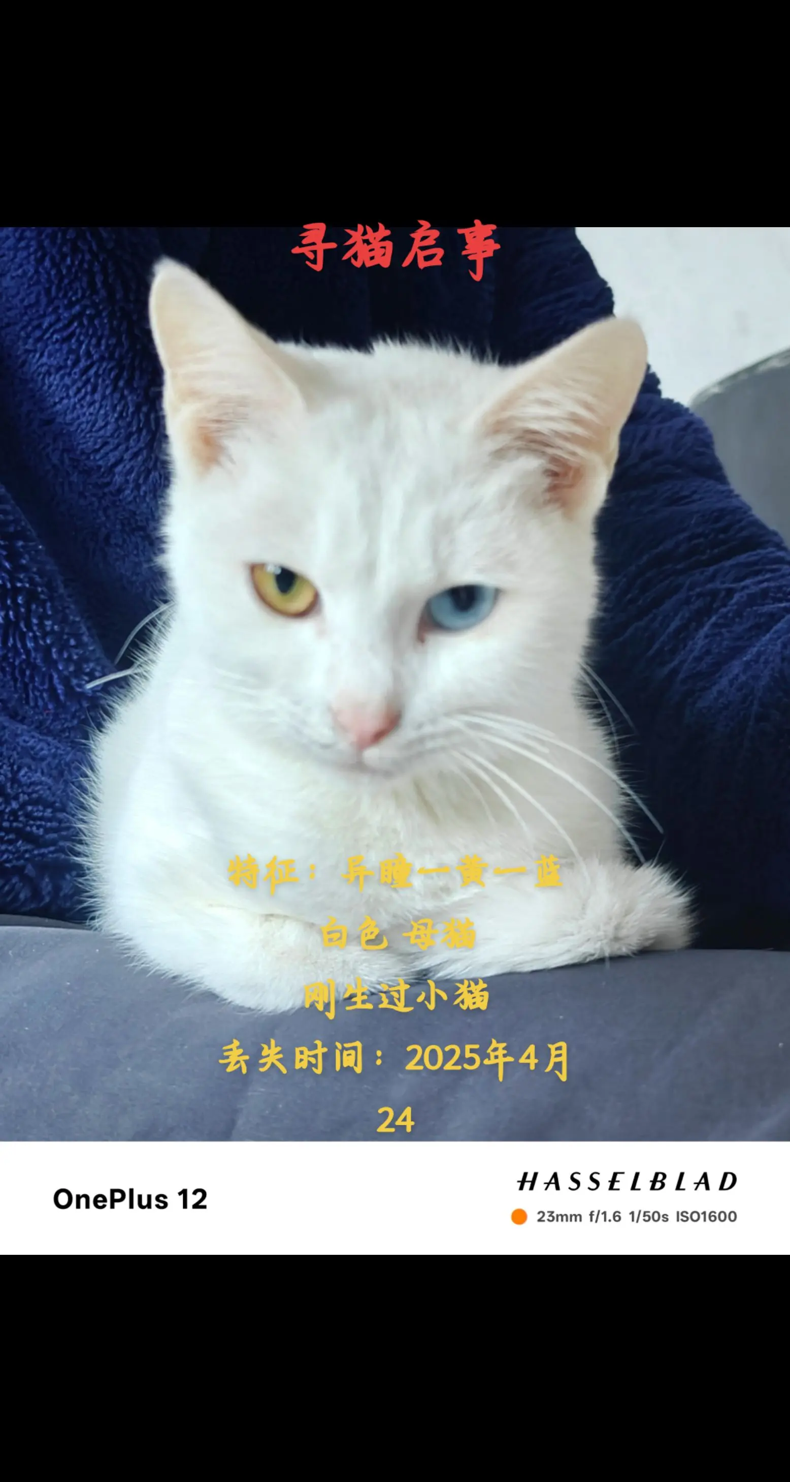 一只白色的土猫，我很喜欢你，想你想得睡不。 寻猫启事 在2025年4年...