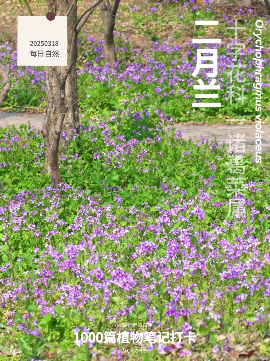 植物笔记546｜你和春天的距离就在这里