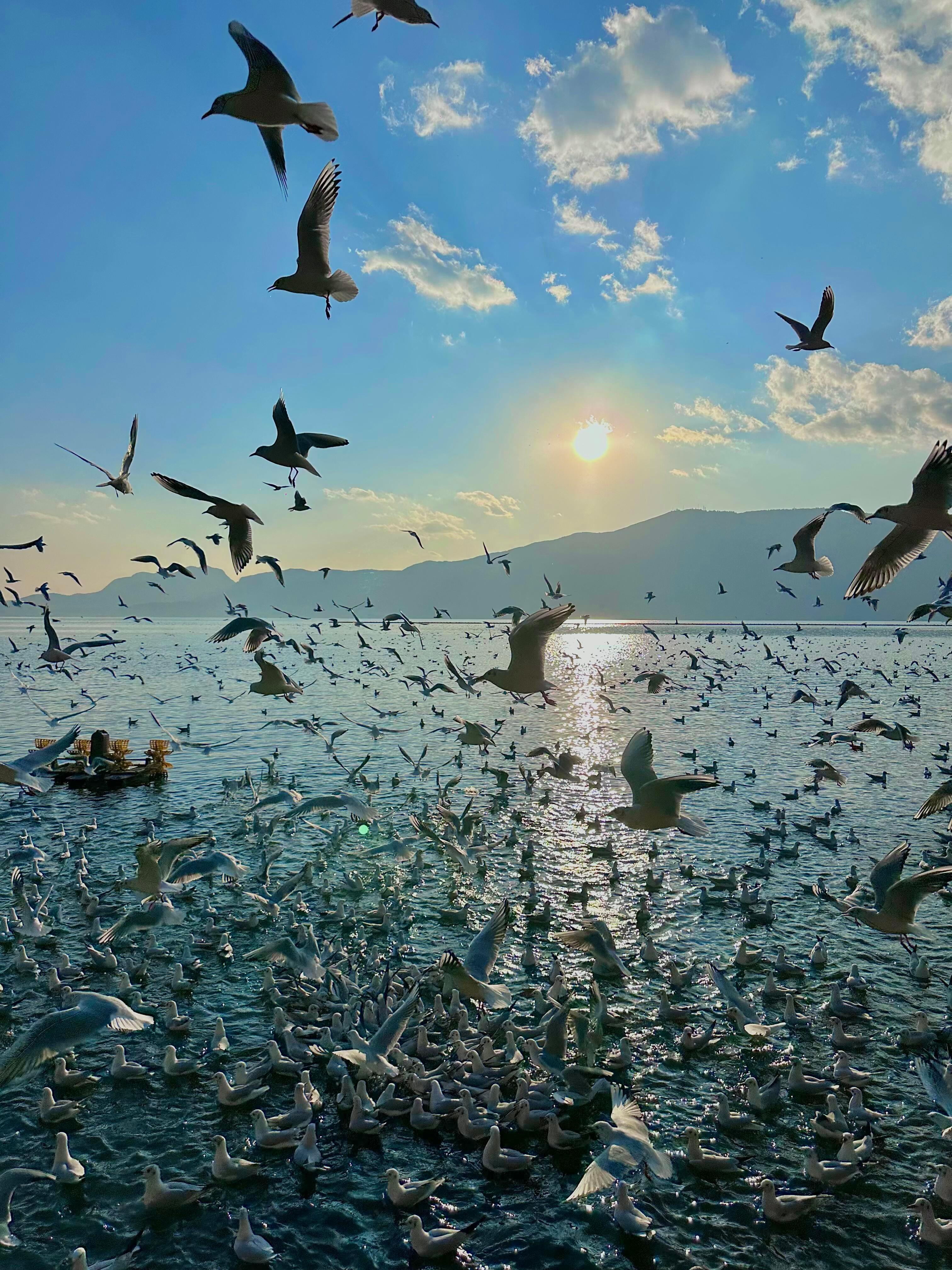 昆明的海鸥杀疯了！！！ 