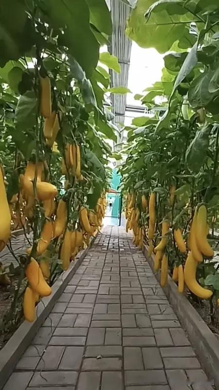 无土栽培瓜果,水肥池如何管理?