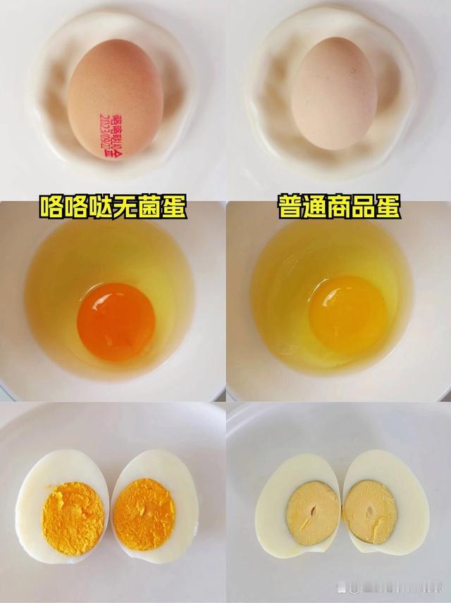 无抗鸡蛋和普通鸡蛋在饲养方式、安全性、外观、口感和价格上存在显著区别。无抗鸡蛋鸡