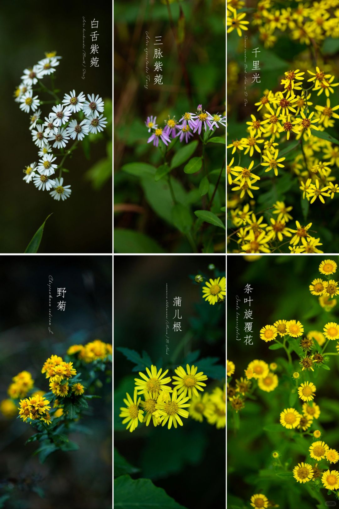 秋风入江南|野菊花
