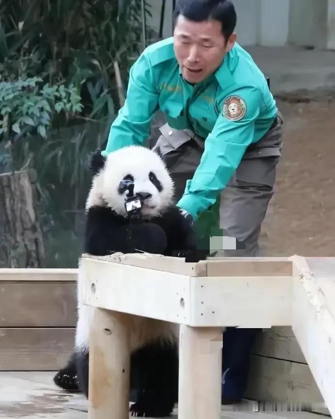 一个妈生俩娃，一动一静好生乖
这不，辉宝终于抢到了心心念念的自拍杆，和爷爷斗智斗