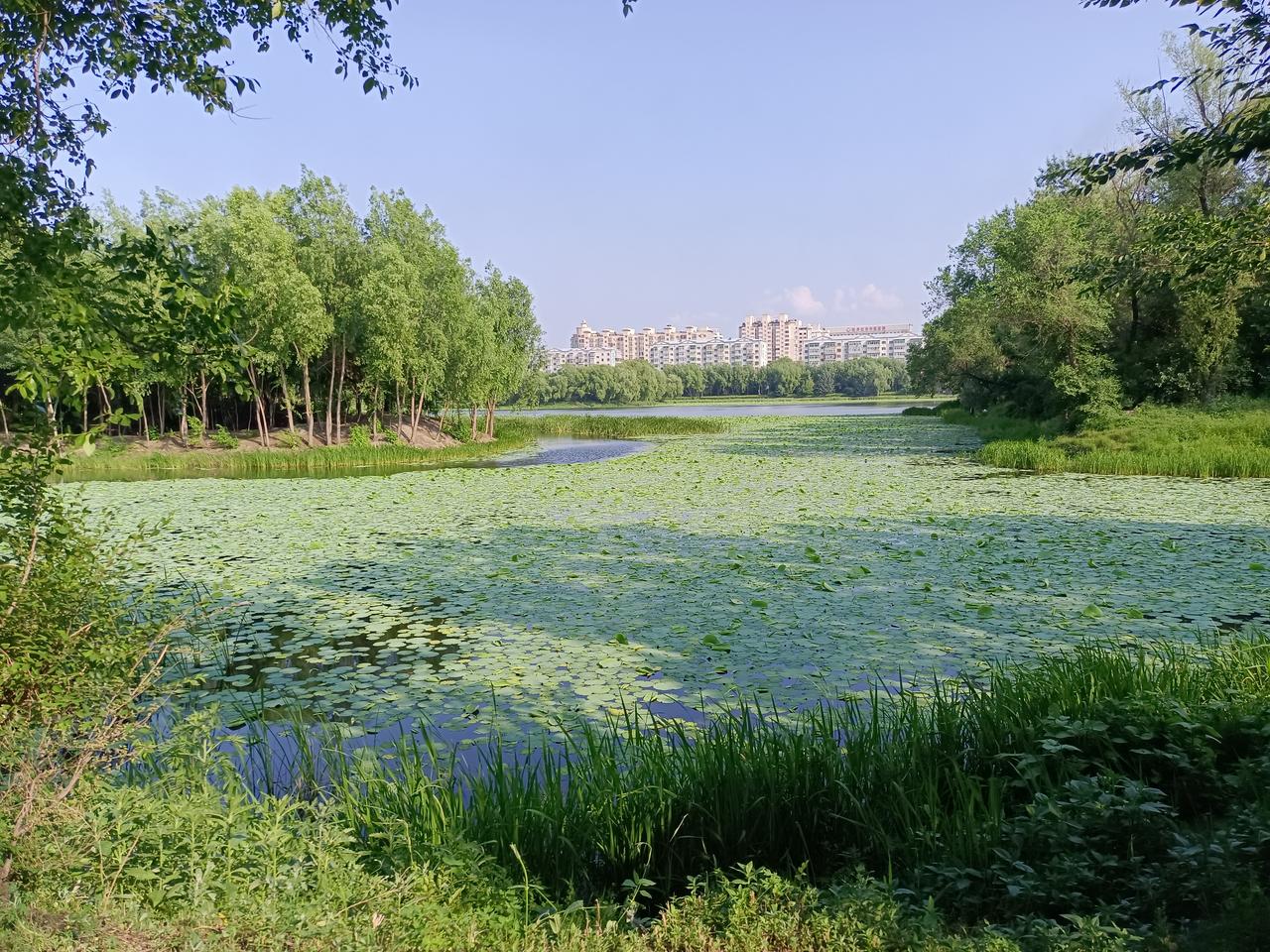 看到这些绿色，心头就会出现一个枝繁叶茂的季节
