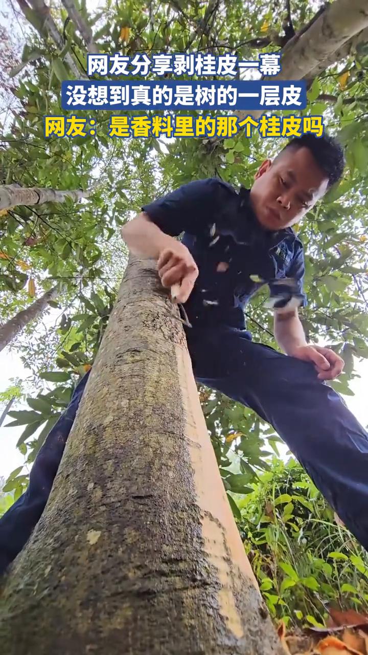 网友分享剥桂皮一幕，没想到真的是树的一层皮。
网友：是香料里的那个桂皮吗？