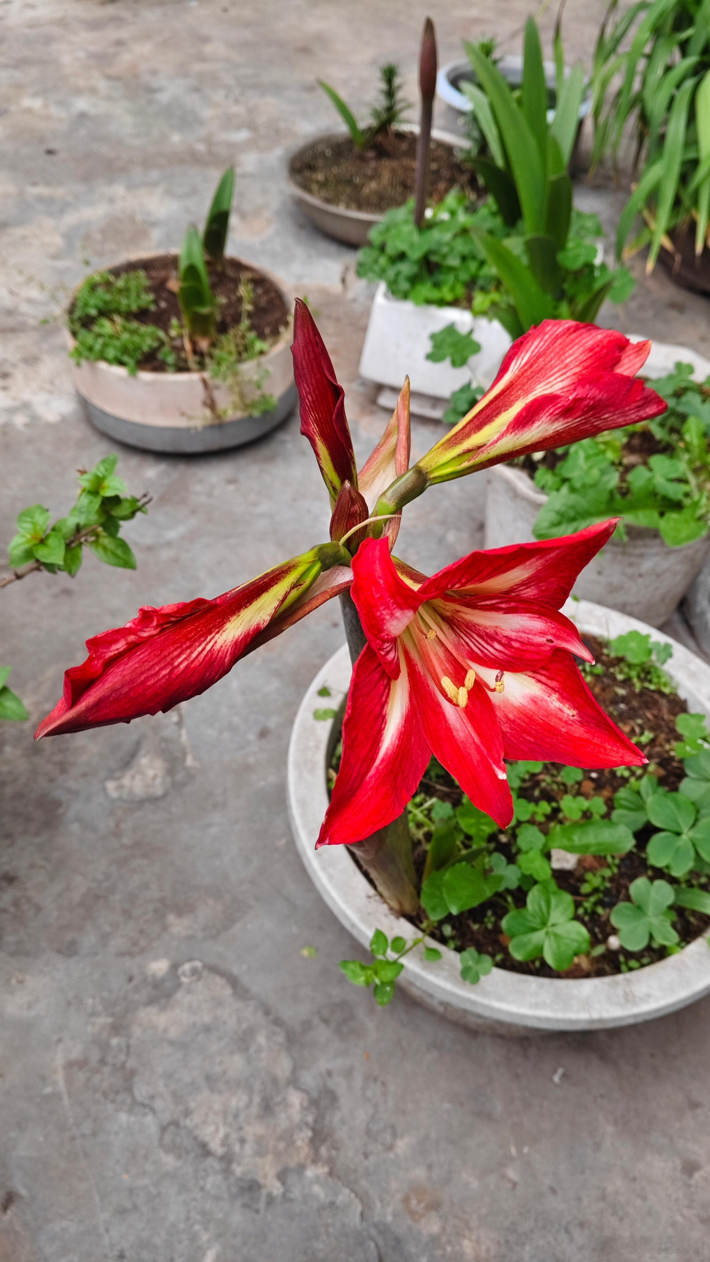 这花好神奇，叶子都没长出来，花苞都开出来了。 