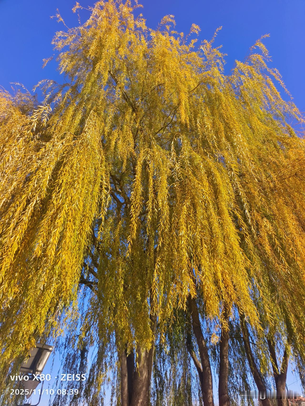 立冬后的柳树，枝叶变成了金黄色，感觉比春柳还要好看，不知道这样的颜色还能维持多长