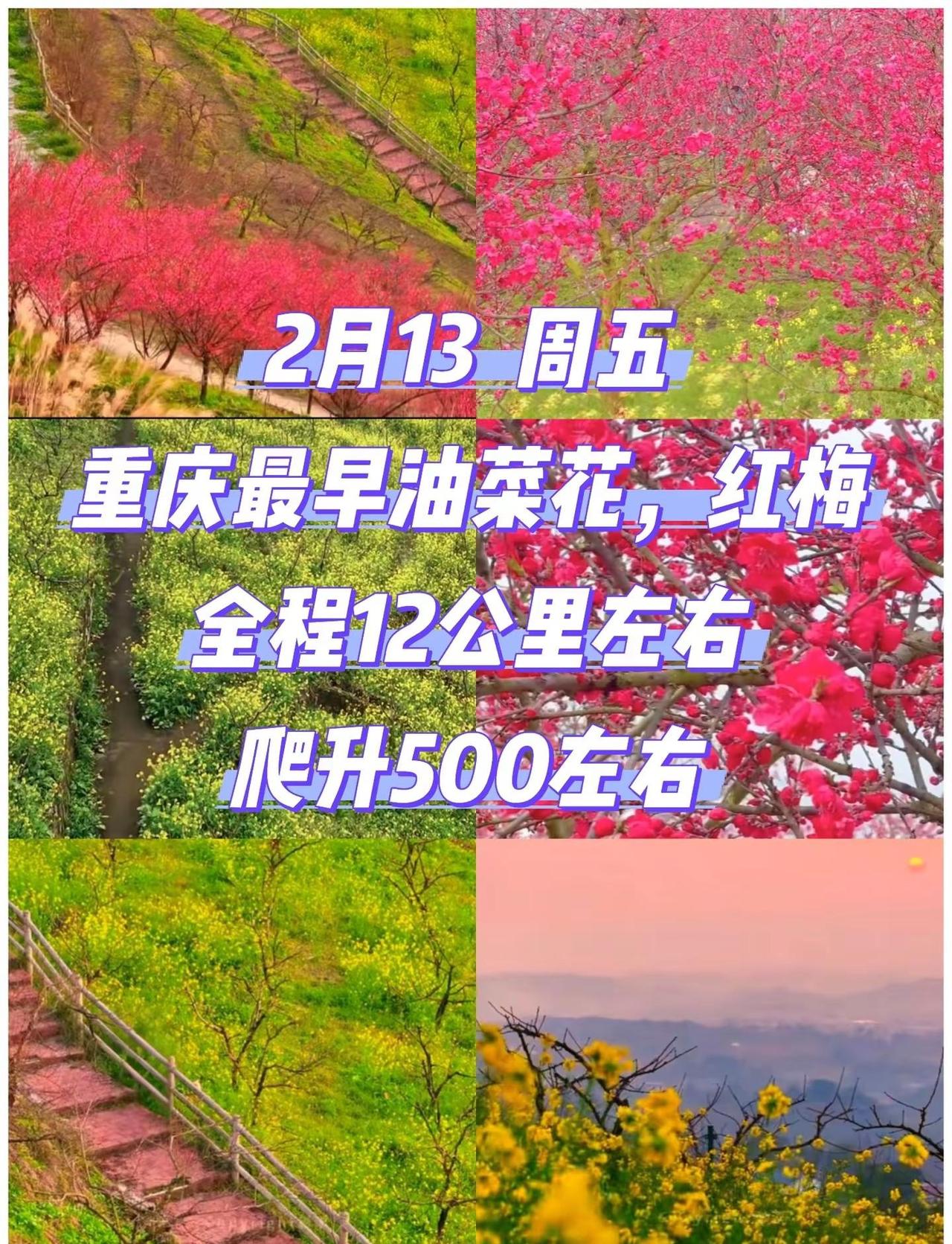 周五有一起爬山看花的搭子吗？重庆最早油菜花已经开了油菜花开了 重庆油菜花开了 重