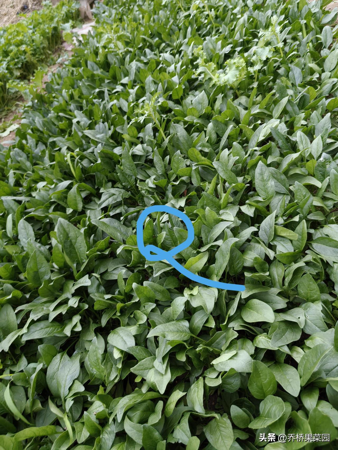 正是种菠菜好时候，霜降还可这样种——

黄淮流域大部地区，霜降种菠菜，平畦密播，
