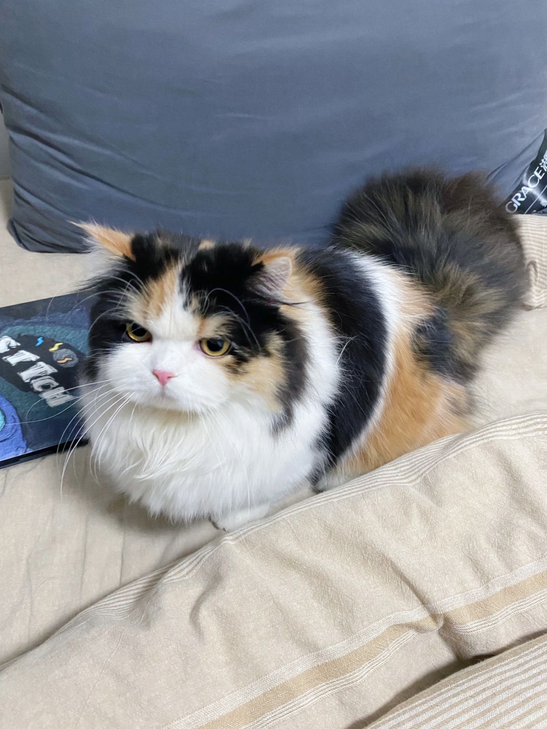 真是搞不懂有些小猫咪