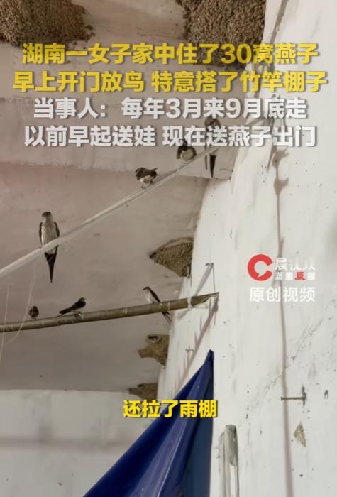 湖南邵阳，一位女子家里常年都有燕子来驻窝，而女子也从没也驱赶过它们，不料女子与燕