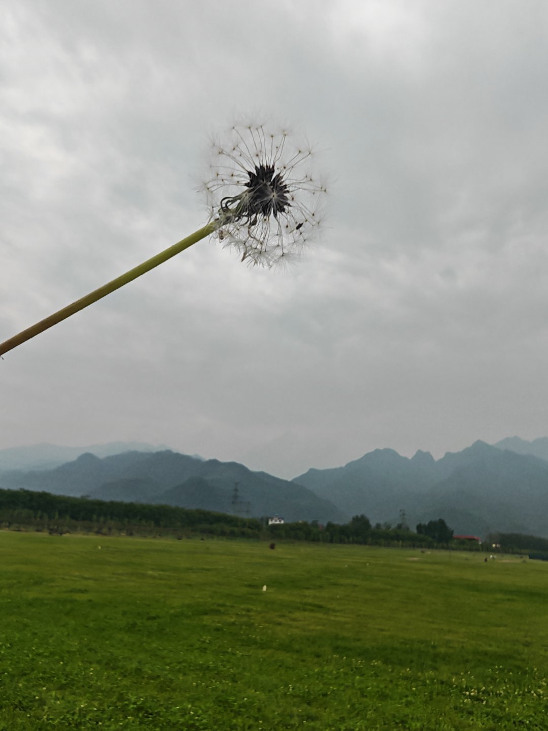 风掠过原野，蒲公英撑开绒白的小伞，漫天飞絮里，每一粒种子都带着温柔期许，奔赴远方