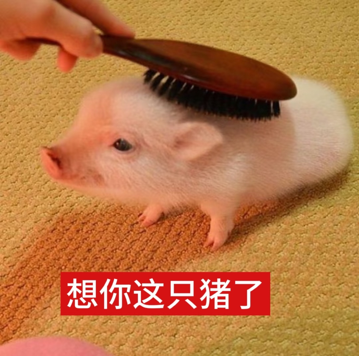 可爱小猪表情包猪猪表情包