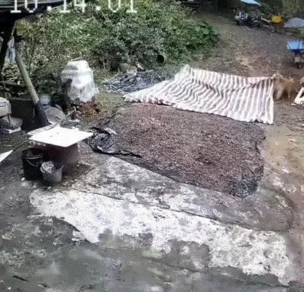 广东，一男子家中院子里晾晒着玉米，可家里无人之际，天空突然阴沉了下来，男子和妻子