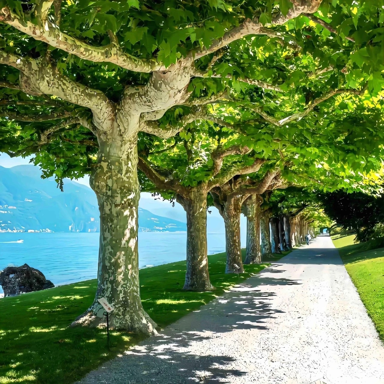 𝙎𝙝𝙖𝙧𝙚朋友圈背景｜夏天的味道 