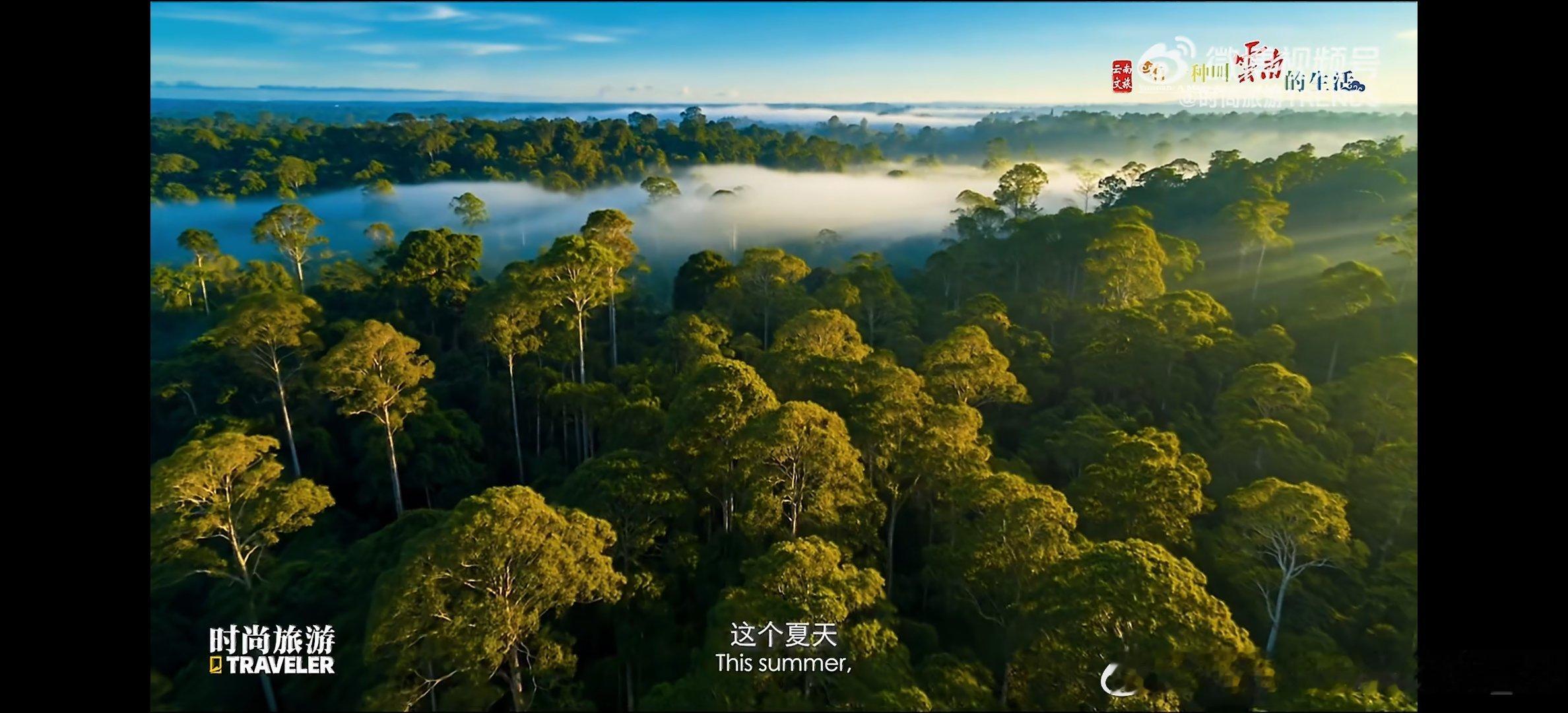 旅居云南象往雨林 奔赴西双版纳热带雨林旅居，追亚洲象踏过林间小径，听溪流穿过层层