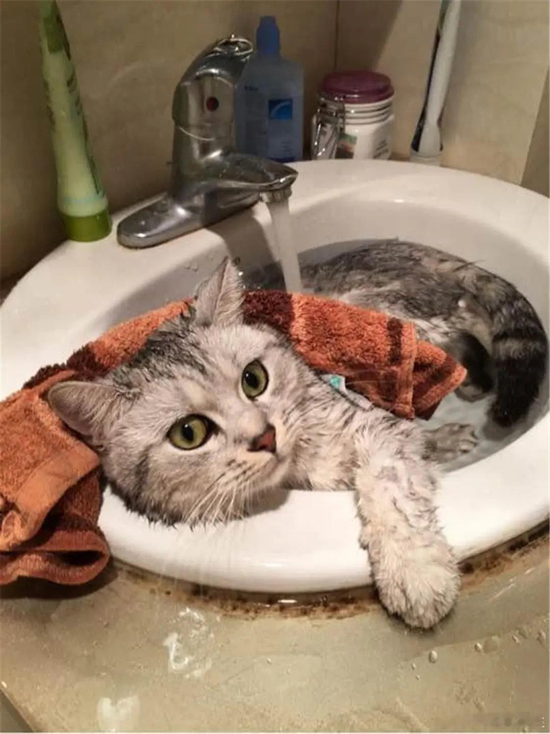 #咱妈的洗猫手法太小众了#猫咪：妈咪很温柔我赶脚很享受……🐈  ​​​