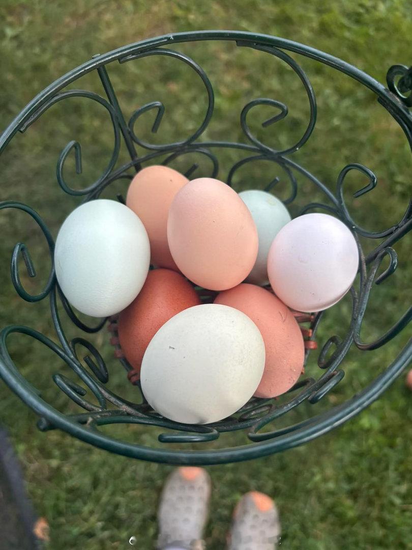 小芳鸡蛋🥚，村里的味道👅，原生态，过去坐月子的才能吃上呢？现在的人，到死都不