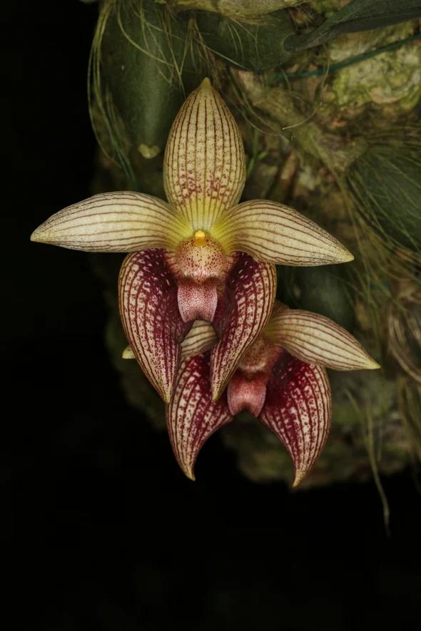 Bulbophyllum facetum 面豆兰
分类：兰科 豆兰属 Bulbo