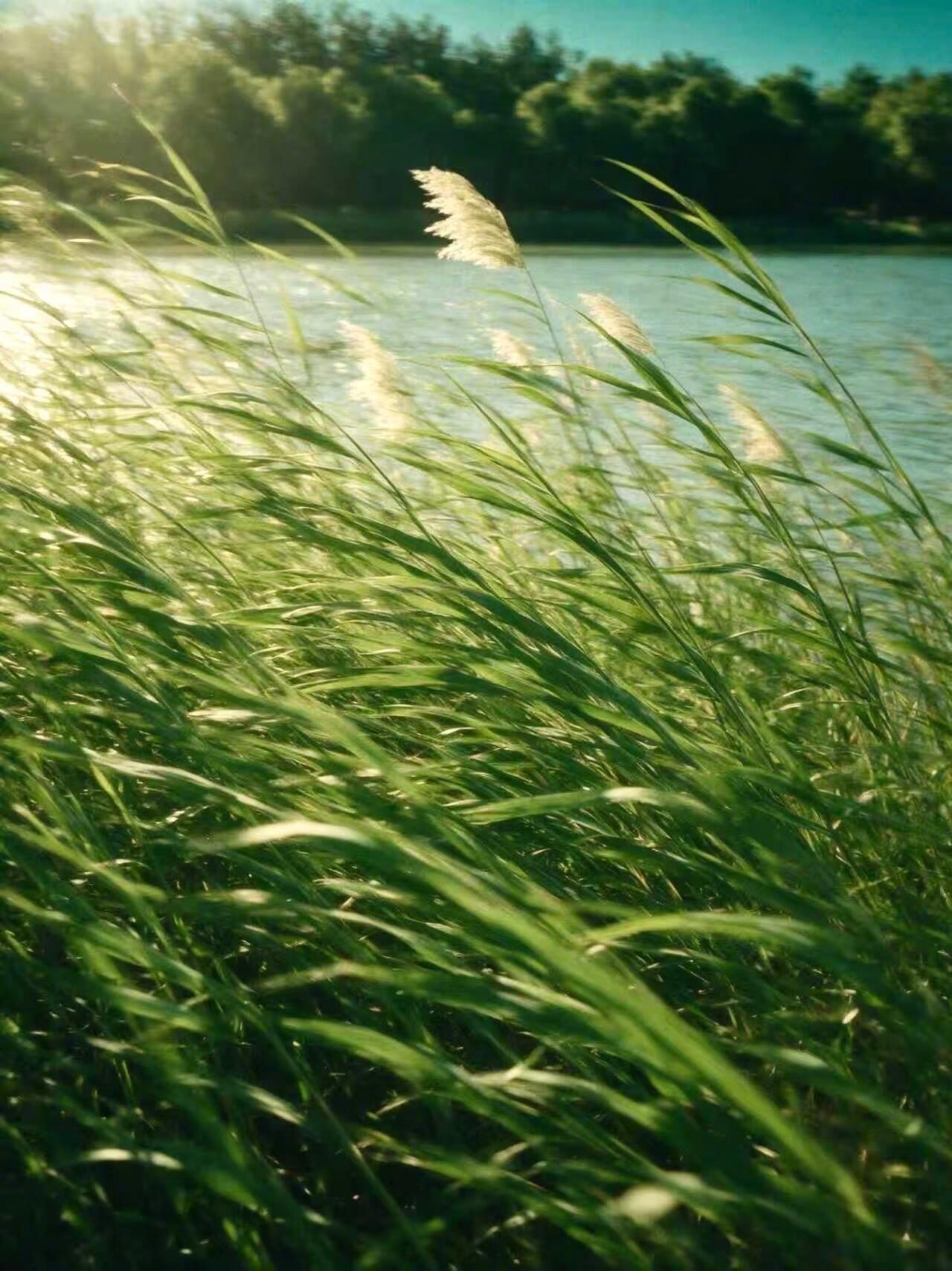 “心隨風動。” ​​​