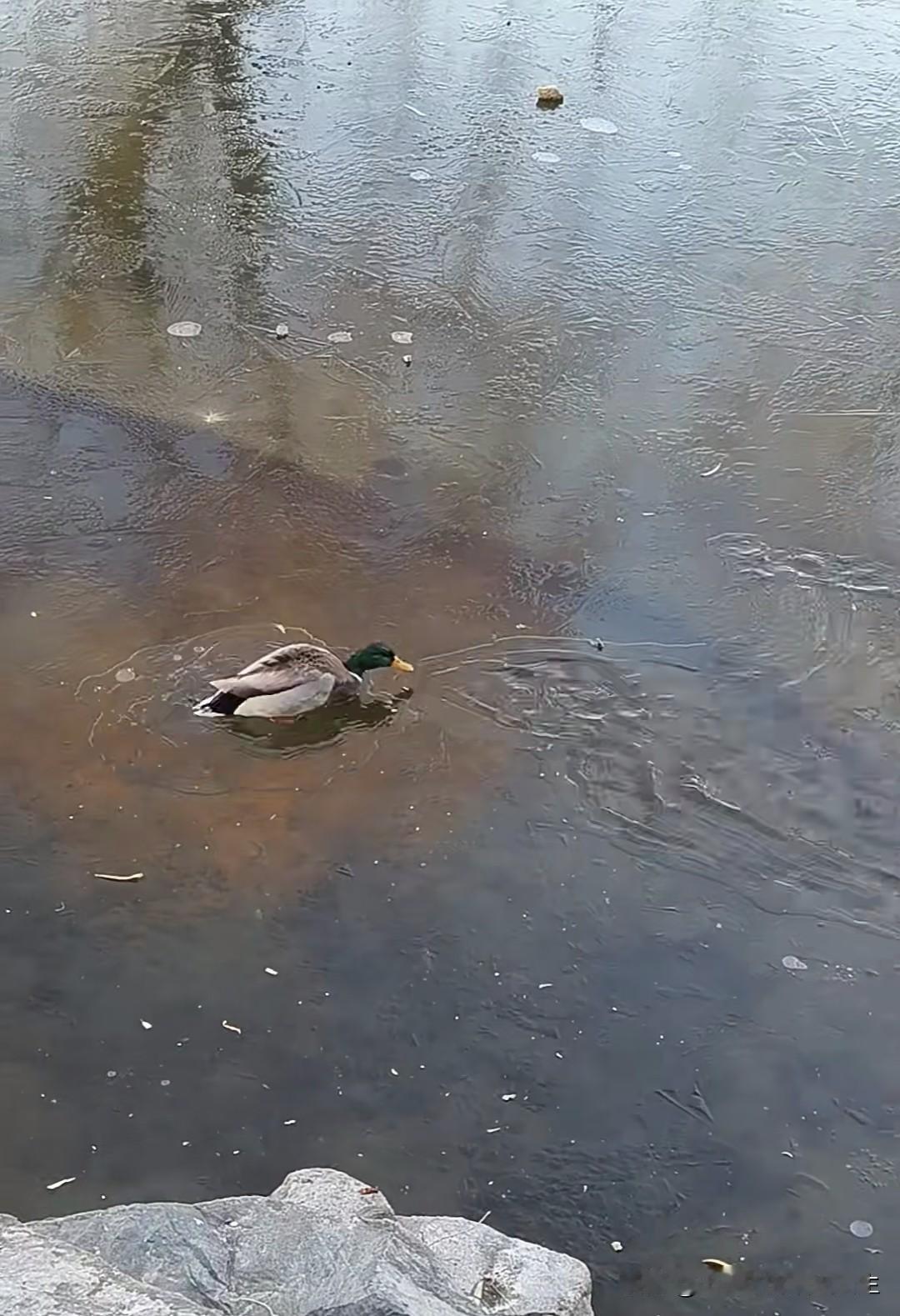 为什么如今放生的人越来越多？有人或许是为求心安，有人或许是真心祈福，也有人可能是