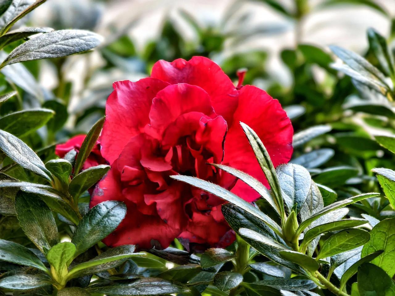 #分享一张随手拍的花。#