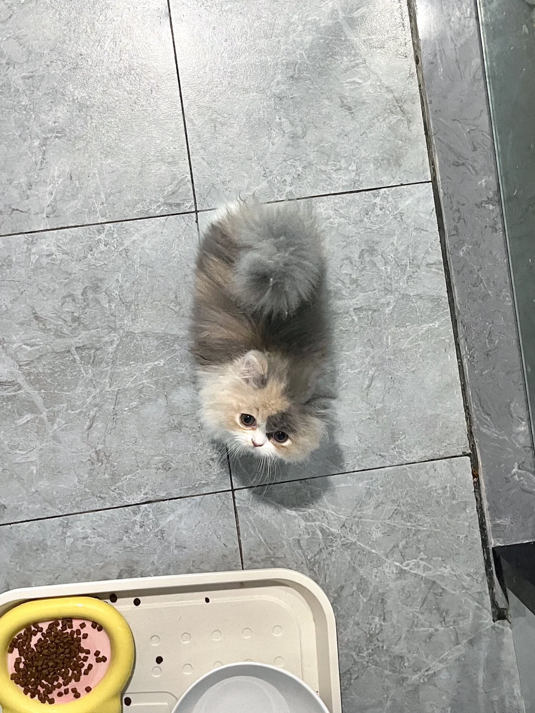 谁的QQ弹弹小香肠掉地上了