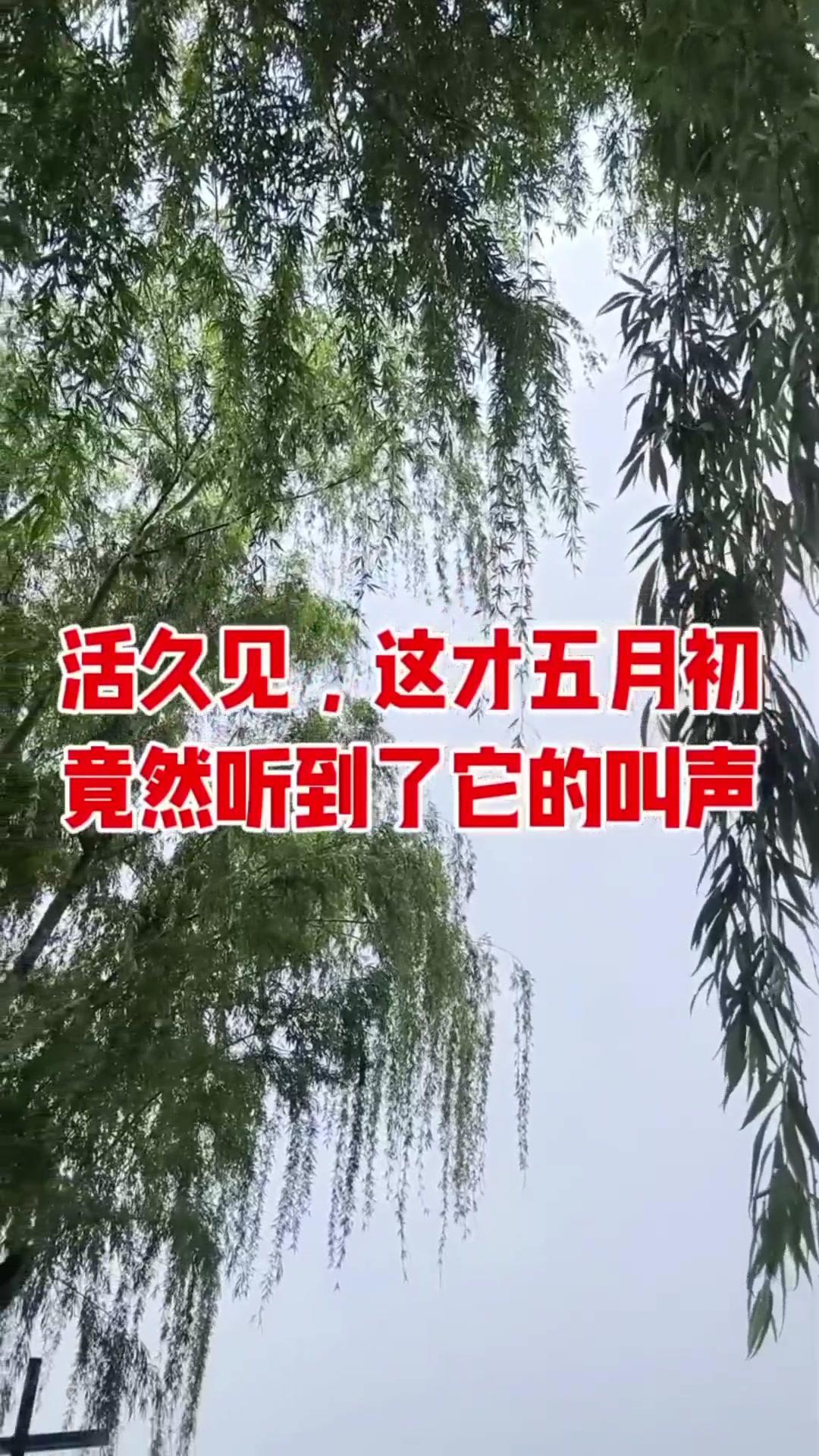 🐿️山林偶遇小松鼠，初夏太治愈了！🌿在山林里玩的时候，突然窜出一只小松鼠，抱