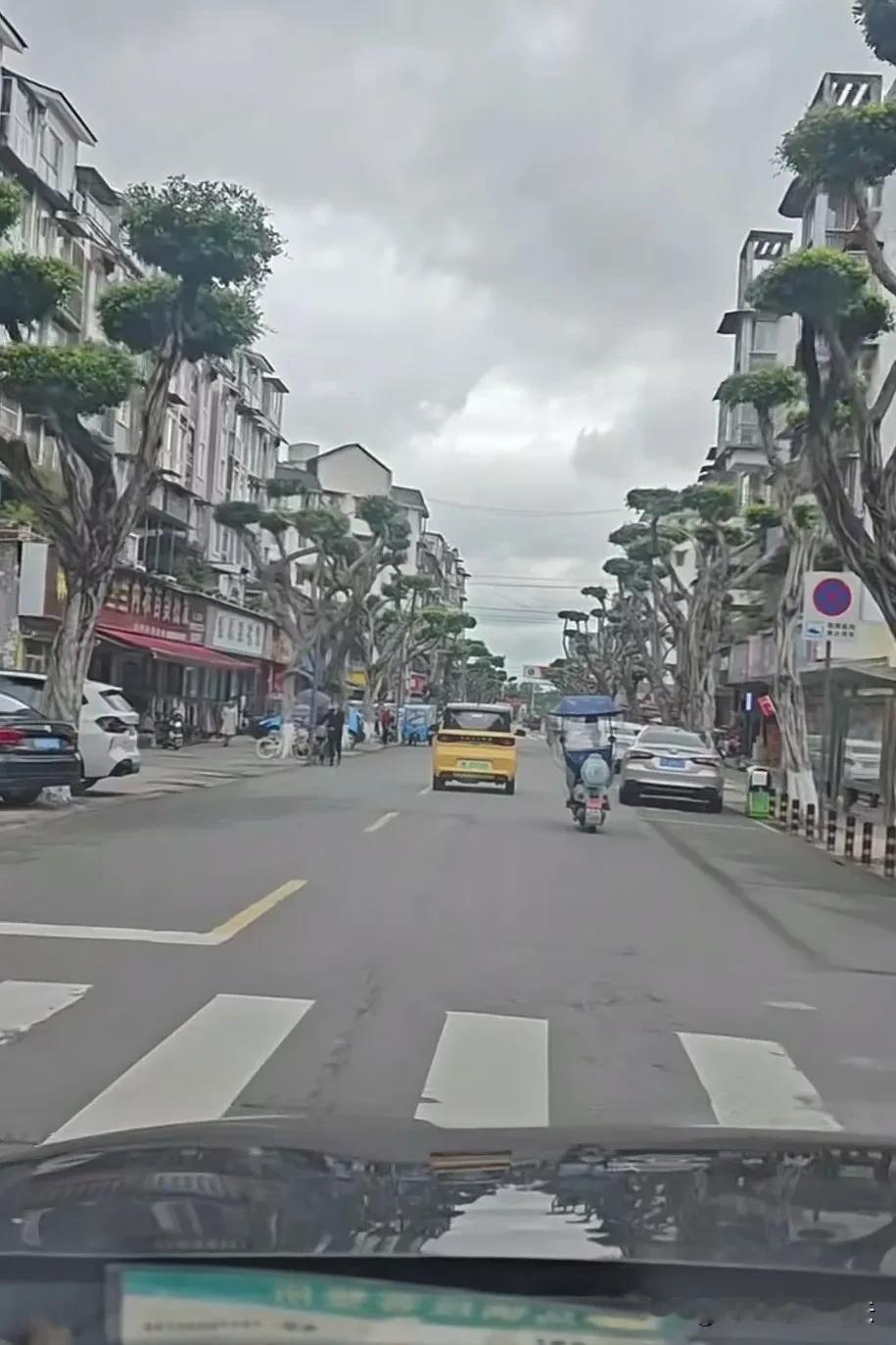 这树太有特点了，让人看了有特点太过火了！
四川广汉市，热闹市区街道两边种的行道树