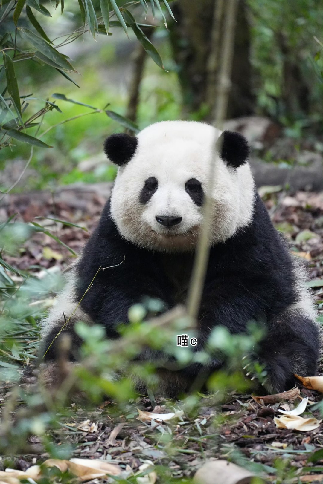 🐼熊猫守护者 🐼国宝大熊猫  🐼大熊猫，那纯真的眼神，仿佛能洗净世间一切尘