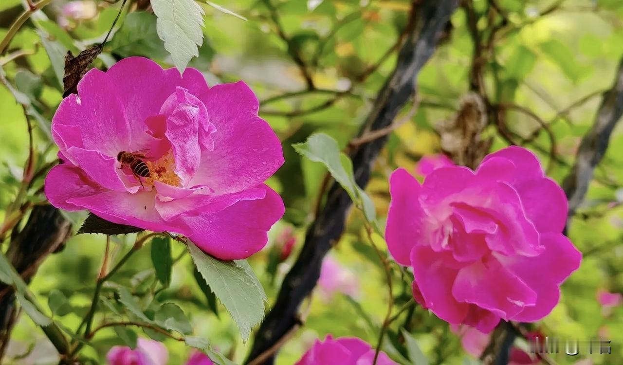 第五天，写日记

每天打开头条，我最关心的就是有没有涨粉。只要看到粉丝数往上跳，