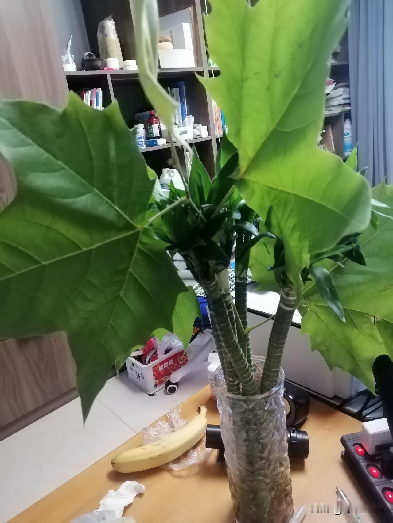 台风把梧桐树刮倒了。我折了一段梧桐插在花瓶里，枯萎的叶子又支棱起来了。盛夏的梧桐