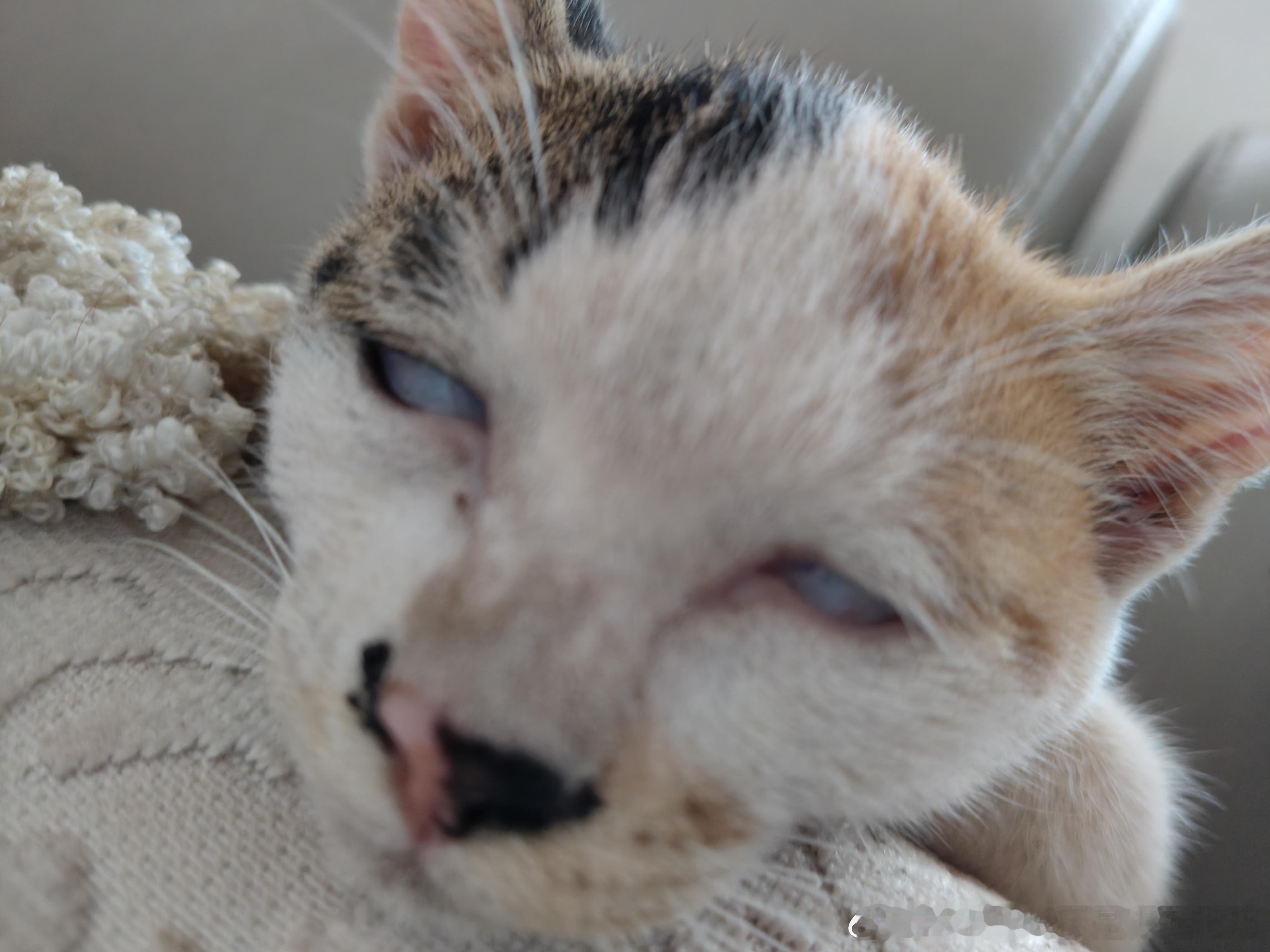 49289【丑猫】我并不知道您这是怎么了。。 