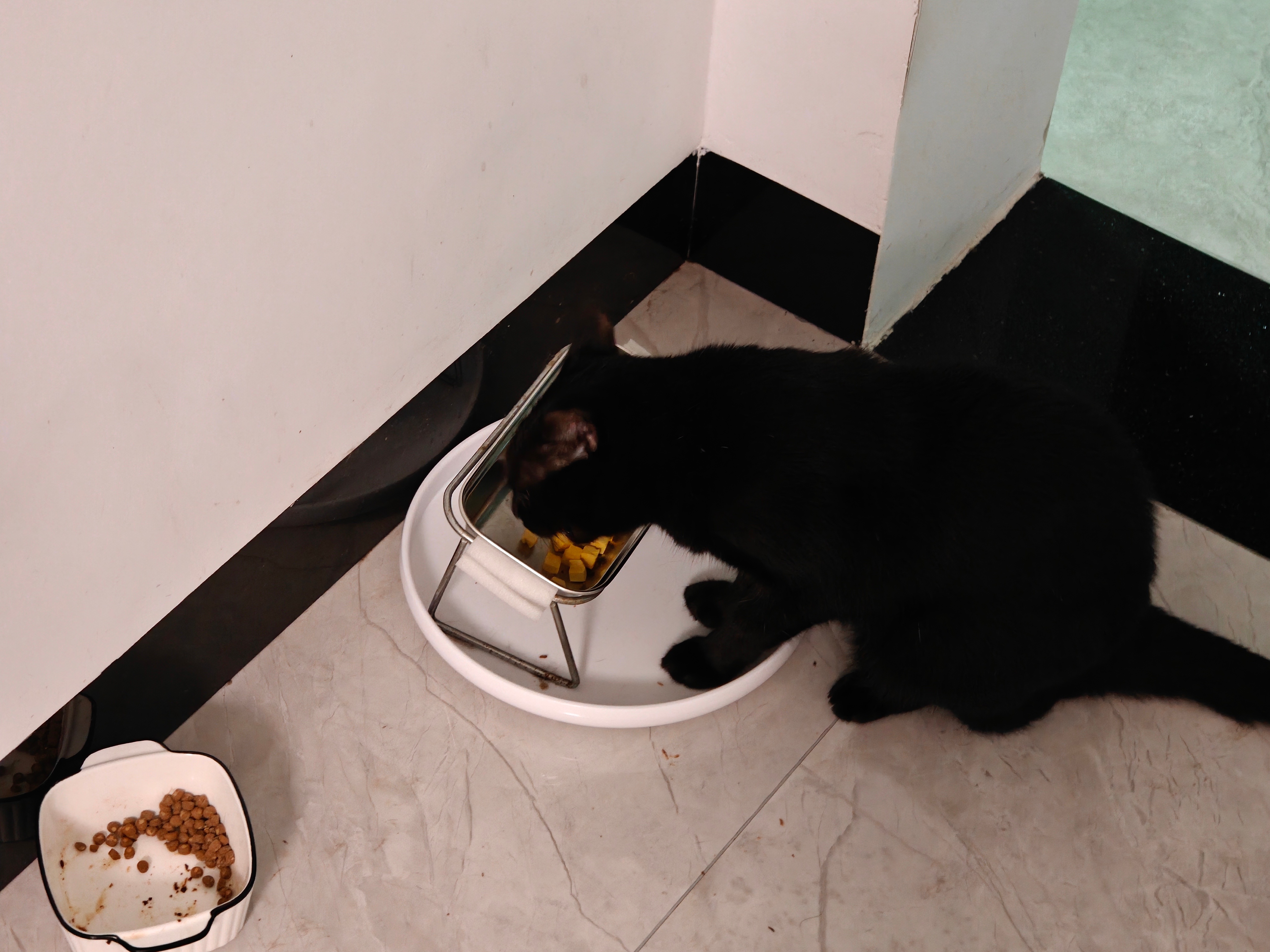 晚上忘记喂猫了，有点不开心