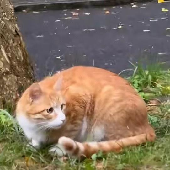 红舞鞋剧组暂无回应早上在隔壁app点赞了两个相关帖子 ，喜提永久禁言[无聊] ​