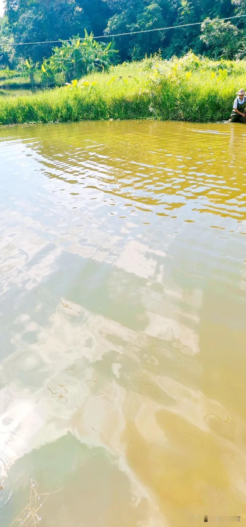 水清鱼跃，心随自然。#愿生态景# #盛夏的山水之间# #分享夏日美景#